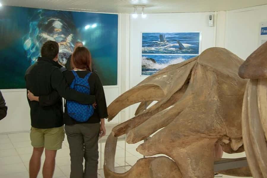 Peninsula Valdes Shore Tour for Cruise Passengers + City - Puerto Pirámides: Small Town Break, Big Animal Payoff
