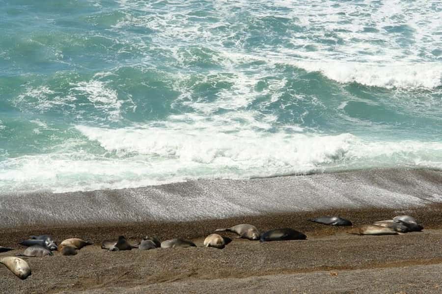 Peninsula Valdes Shore Tour for Cruise Passengers + City - Puerto Madryn City Time: When the Clock Allows