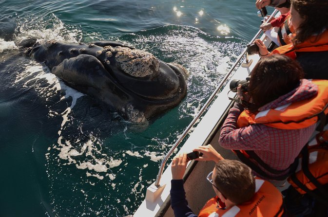 Peninsula Valdes Tour with Optional Whale Watching - Key points to know before you go