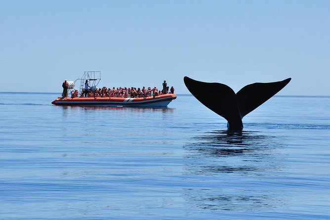 Peninsula Valdes Tour with Optional Whale Watching - Peninsula Valdes UNESCO time: spotting land animals on the way