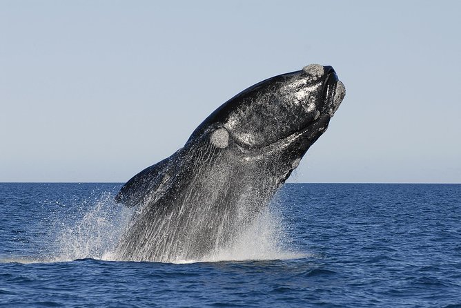 Peninsula Valdes Tour with Optional Whale Watching - Centro de Visitantes Carlos Ameghino: get the facts before the animals