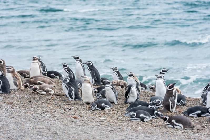 Península Valdés with Estancia San Lorenzo (Full Day) - Punta Norte: sea lion breeding colonies and the orca possibility