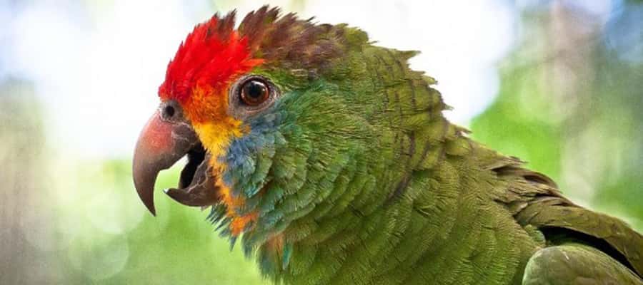 Puerto Iguazu: Iguaza Falls Brazilian Side & Bird Park Tour - Bird Park Visit: Toucans, Macaws, Flamingos, and the Best Order to See Them