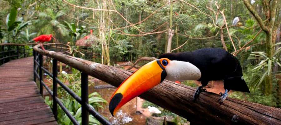 Puerto Iguazu: Iguaza Falls Brazilian Side & Bird Park Tour - Guide Style: Bilingual Help, but Think Logistics First