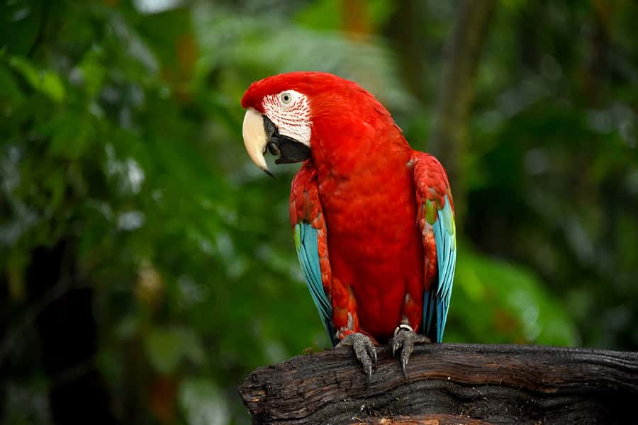 Puerto Iguazu: Iguaza Falls Brazilian Side & Bird Park Tour - Cost and Value: Where the $46 Adds Up