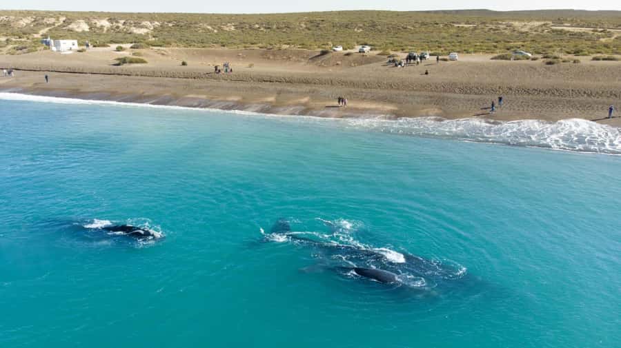 Puerto Madryn: El Doradillo Whale Watching Half-Day Tour - Key highlights you will care about