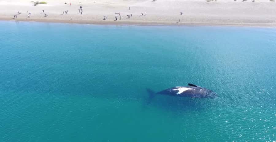 Puerto Madryn: El Doradillo Whale Watching Half-Day Tour - El Doradillo Whale Watching, the Land-Based Way