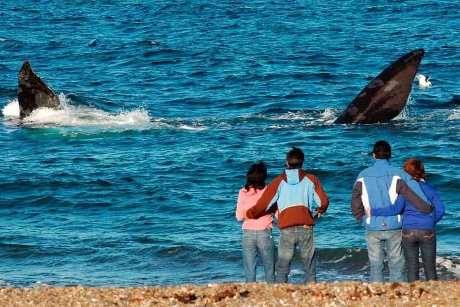Puerto Madryn: El Doradillo Whale Watching Half-Day Tour - Punta Flecha: Where Your Guide Helps You See the Coast Like a Whale