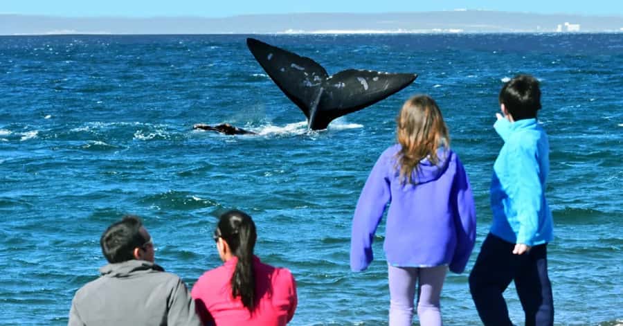 Puerto Madryn: El Doradillo Whale Watching Half-Day Tour - The 3-Hour Rhythm: Pickup, Van Rides, and Viewing Time