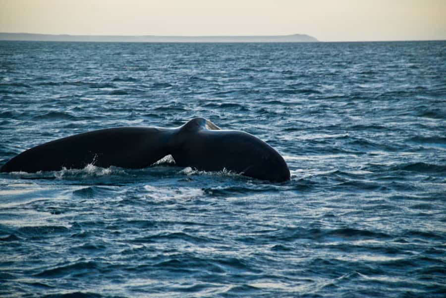 Puerto Madryn: Excursion to Peninsula Valdes Classic - Getting from Puerto Madryn to Valdés without wasting daylight