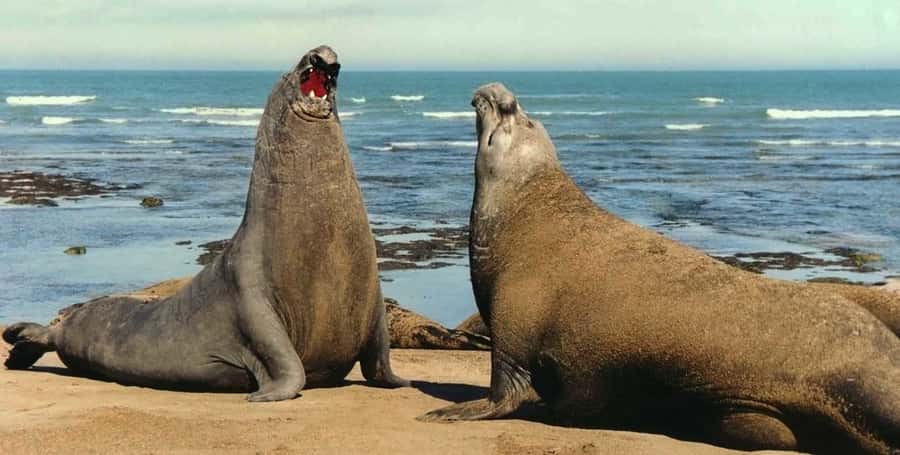 Puerto Madryn: Excursion to Peninsula Valdes Classic - Salinas Grande and Salinas Chica: geology you can feel with your eyes