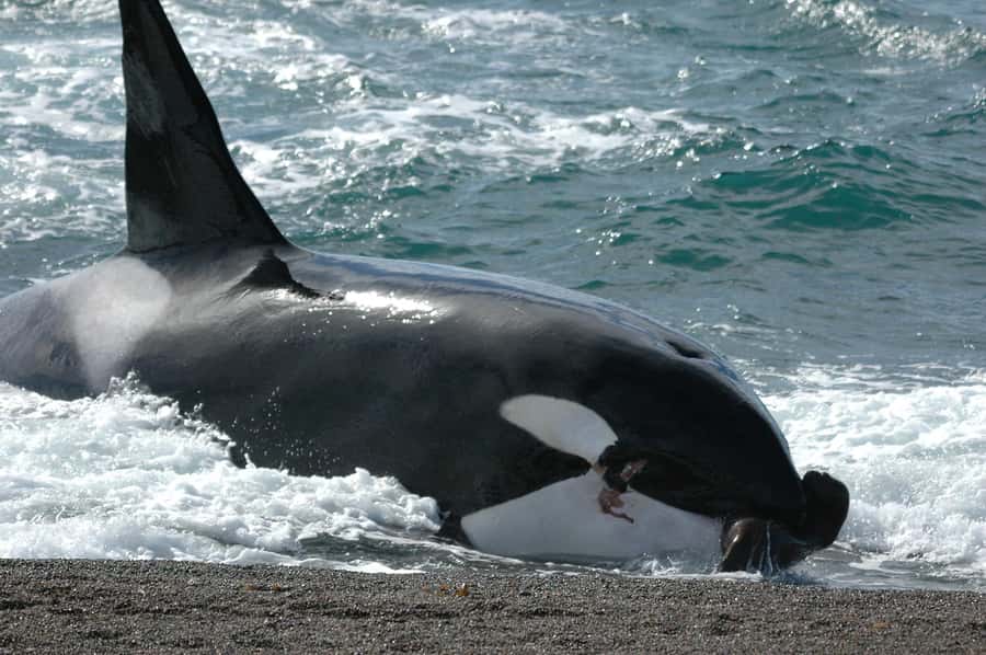 Puerto Madryn: Excursion to Peninsula Valdes Classic - Punta Cantor and Caleta Valdés: where elephant seals steal the show