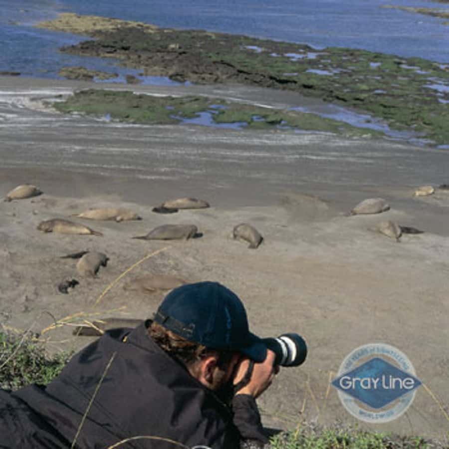 Puerto Madryn: Excursion to Peninsula Valdes Classic - Puerto Pirámides and Caleta Valdés: your lunch break, your way