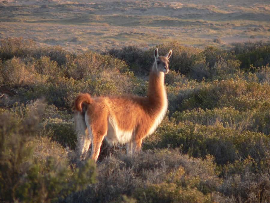 Puerto Madryn: Excursion to Peninsula Valdes Classic - Punta Delgada: the southern point that makes the Atlantic feel close