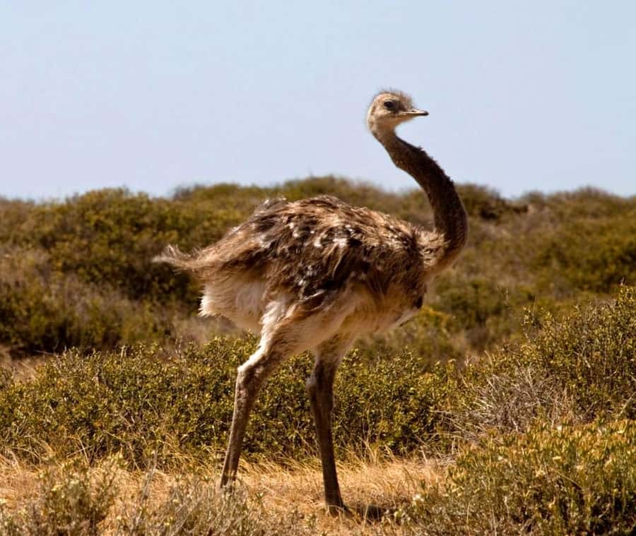 Puerto Madryn: Full Day Peninsula Valdes Experience Tour - Should you book the Puerto Madryn Peninsula Valdes full-day tour?