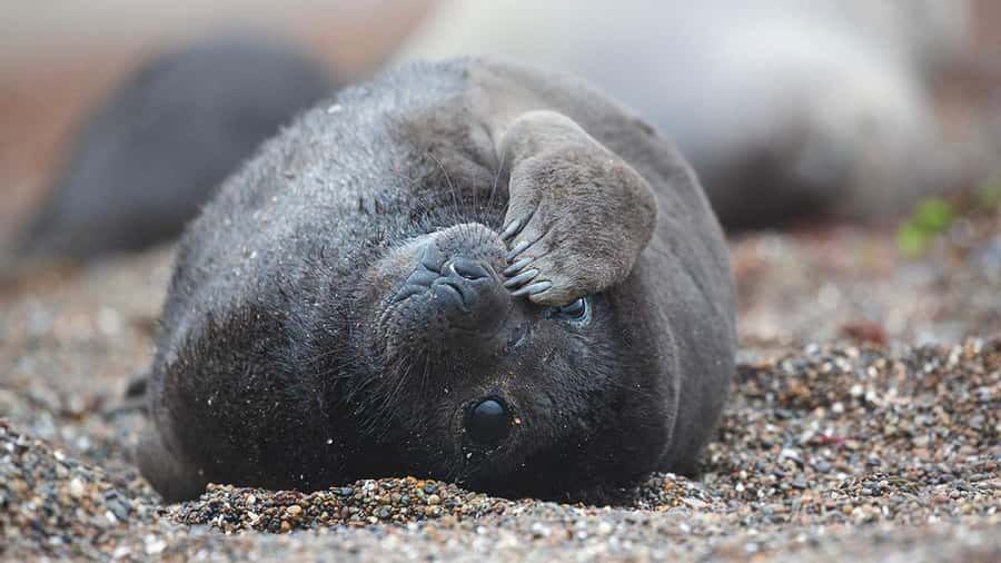 Puerto Madryn: Full Day Peninsula Valdes Experience Tour - Crossing the steppe to Caleta Valdés: where the land animals show up