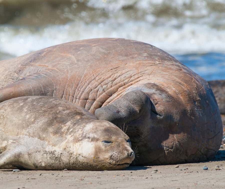 Puerto Madryn: Full Day Peninsula Valdes Experience Tour - Puerto Pirámides: the peninsula’s only village and a whale-watching port