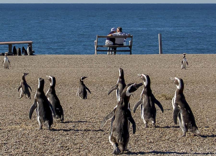 Puerto Madryn: Península Valdes with optional Whale Watching - Key things to know before you go
