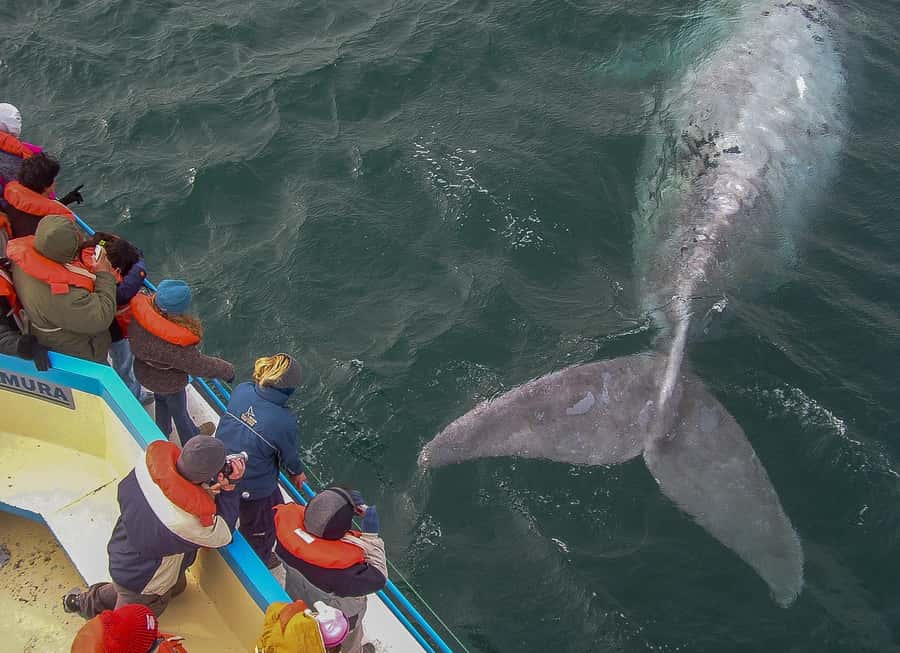Puerto Madryn: Península Valdes with optional Whale Watching - Morning pickup from Puerto Madryn, and why timing matters