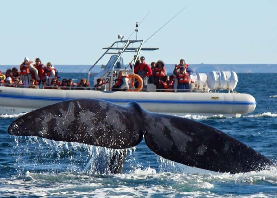 Puerto Madryn: Península Valdes with optional Whale Watching - Puerto Pirámides: the best base for whale season and beach breaks