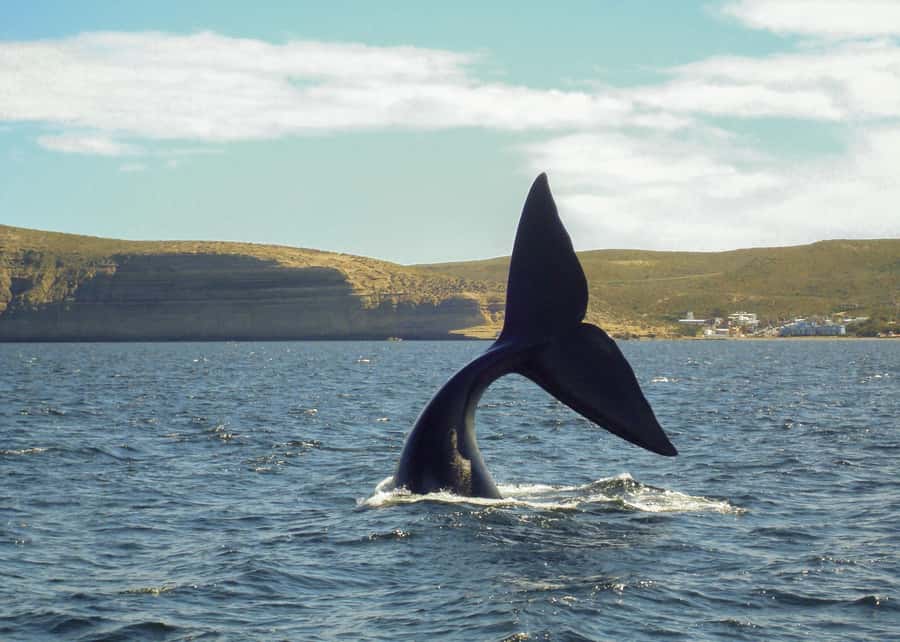 Puerto Madryn: Península Valdes with optional Whale Watching - Optional whale watching boat ride: how it feels when the engine cuts