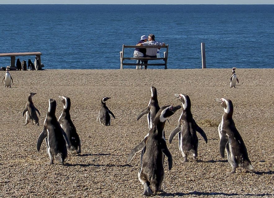 Puerto Madryn: Península Valdes with optional Whale Watching - Carlos Ameghino Interpretation Center: learn the peninsula in one focused stop
