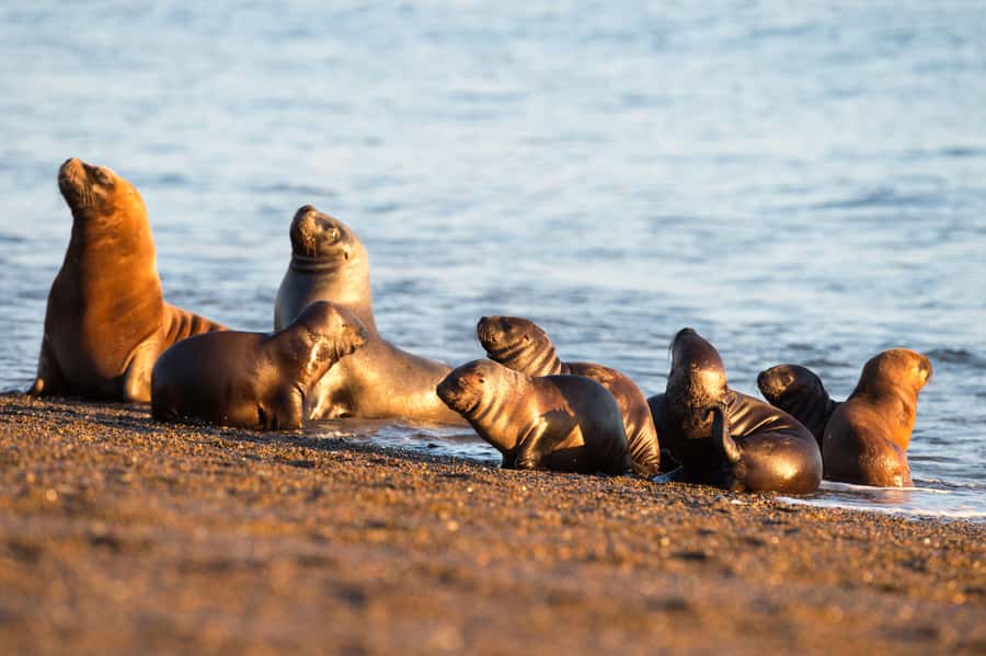 Puerto Madryn: Península Valdes with optional Whale Watching - Who should book this Península Valdés day trip, and who should skip it