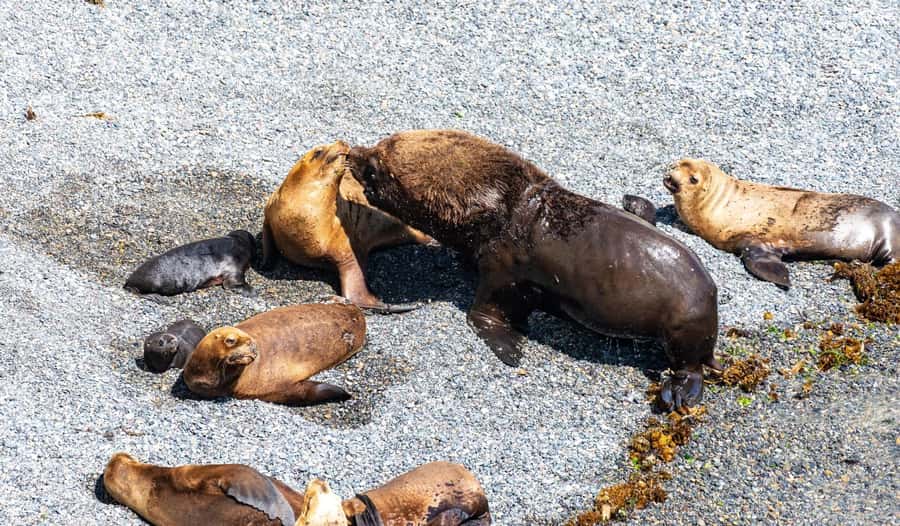 Puerto Madryn: Punta Loma Shore Excursion - Key moments that make this excursion worth it