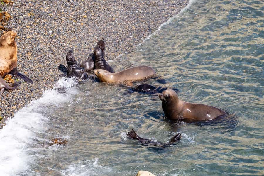 Puerto Madryn: Punta Loma Shore Excursion - Punta Loma Provincial Reserve: a 500-meter nature walk that is worth it