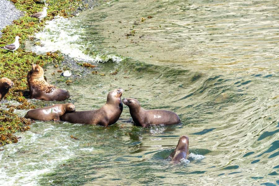 Puerto Madryn: Punta Loma Shore Excursion - The main panoramic point: sea lions, cubs, and cliff-nesting birds