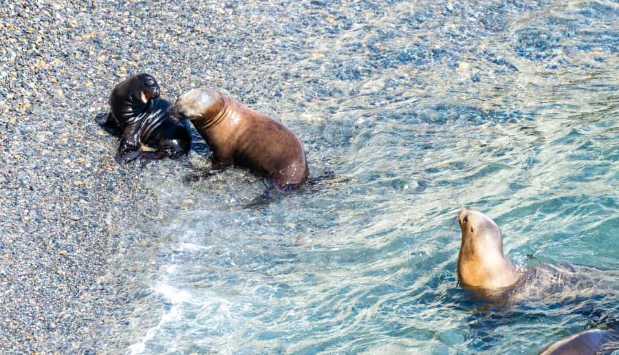 Puerto Madryn: Punta Loma Shore Excursion - Transportation and timing: why 3 hours feels just right