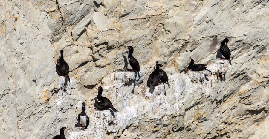 Puerto Madryn: Punta Loma Shore Excursion - Who should book, and who should skip this one