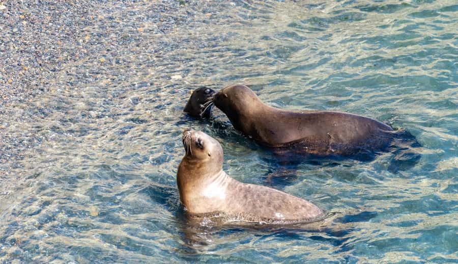 Puerto Madryn: Punta Loma Shore Excursion - The short guided city tour, and why it actually helps at Punta Loma