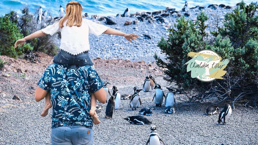 Puerto Madryn: Punta Tombo Shore Excursion for Cruise Guests - Key things to know before you go