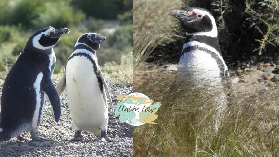 Puerto Madryn: Punta Tombo Shore Excursion for Cruise Guests - Punta Tombo, the 180 km shore trip that feels like a mini-adventure