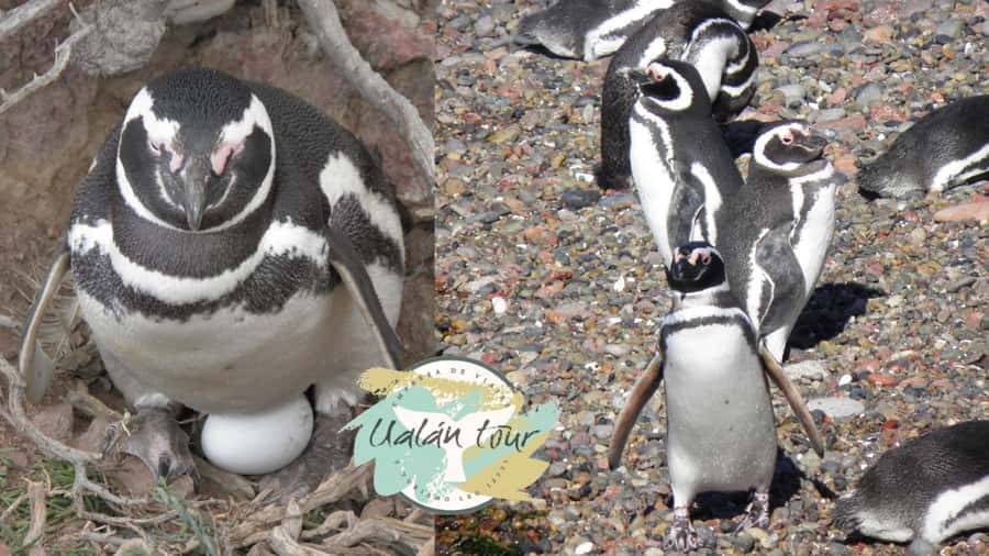 Puerto Madryn: Punta Tombo Shore Excursion for Cruise Guests - Entering the reserve: where your day really starts