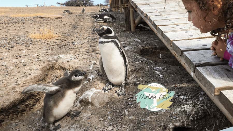Puerto Madryn: Punta Tombo Shore Excursion for Cruise Guests - Other wildlife sightings beyond penguins