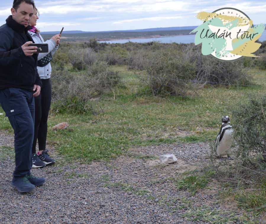 Puerto Madryn: Punta Tombo Shore Excursion for Cruise Guests - Guide quality and the small-group feel
