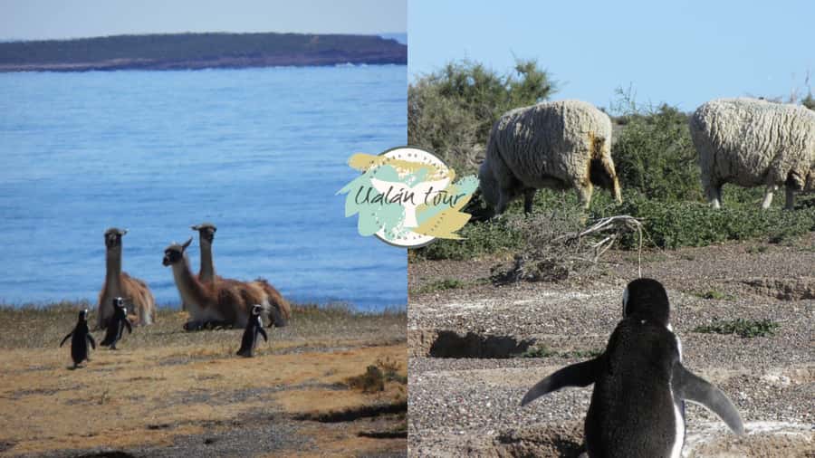 Puerto Madryn: Punta Tombo Shore Excursion for Cruise Guests - Price and value: what USD 90 really buys you