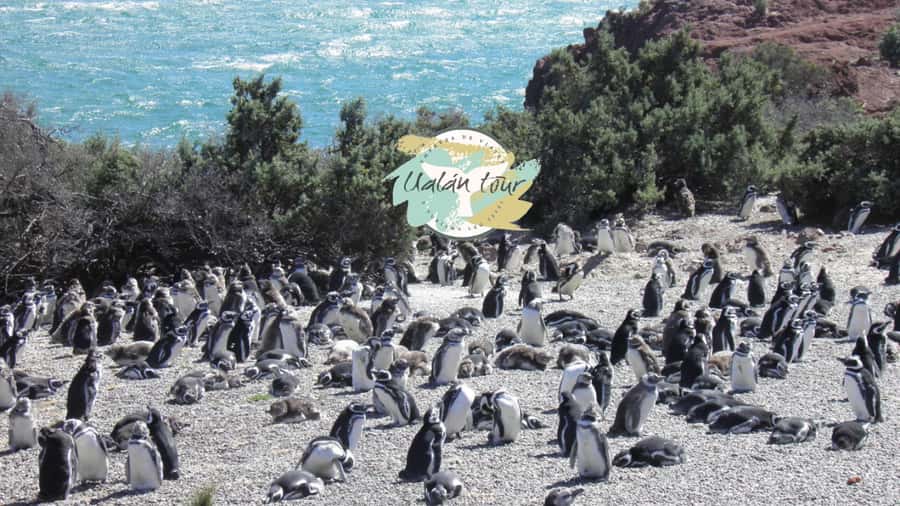 Puerto Madryn: Punta Tombo Shore Excursion for Cruise Guests - Transportation comfort: A/C helps, but the ride can be tight