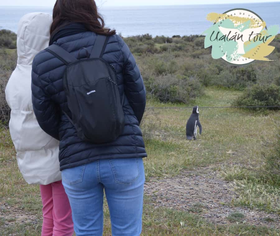 Puerto Madryn: Punta Tombo Shore Excursion for Cruise Guests - What to bring, what to wear, and what not to do