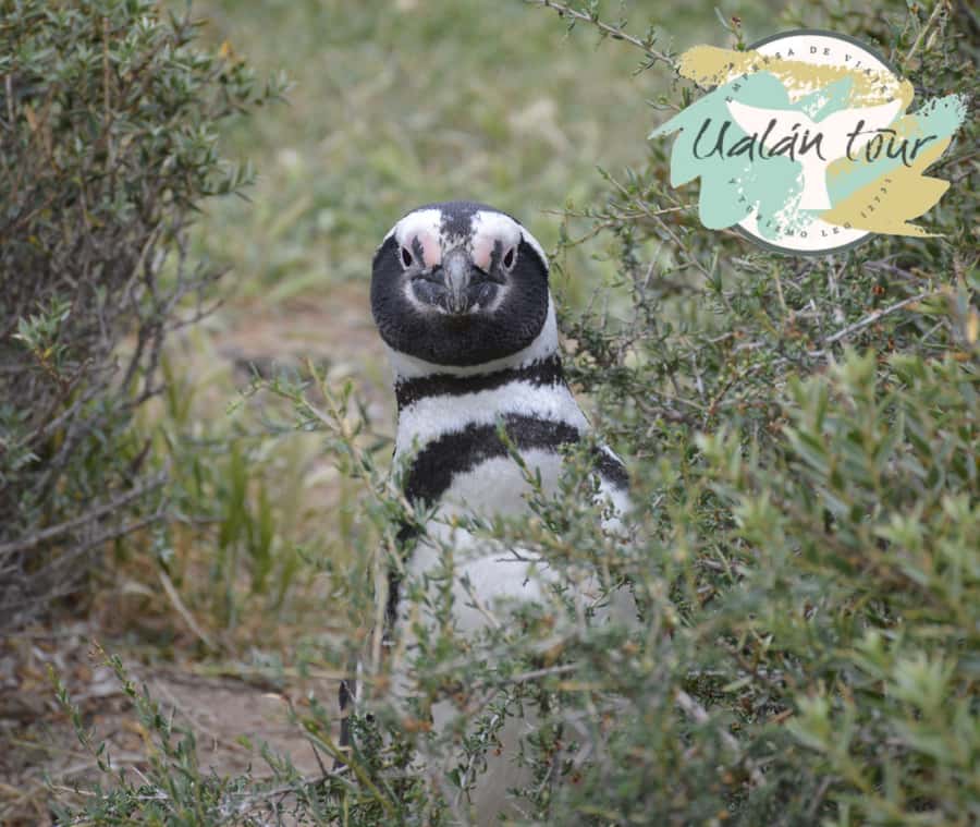 Puerto Madryn: Punta Tombo Shore Excursion for Cruise Guests - The 6-hour rhythm, and how the cruise schedule affects your day