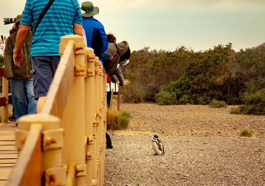 Puerto Madryn: Punta Tombo Walking Among Penguins Experience - Should you book Punta Tombo from Puerto Madryn?