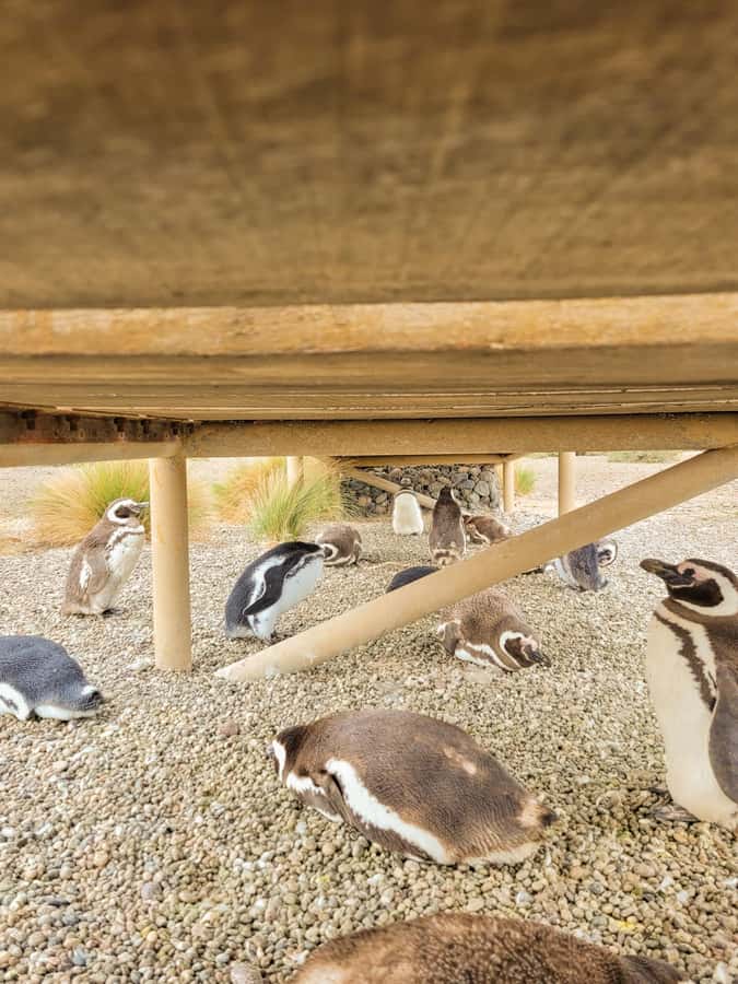 Puerto Madryn: Punta Tombo Walking Among Penguins Experience - Puerto Madryn to Punta Tombo: how the day flows