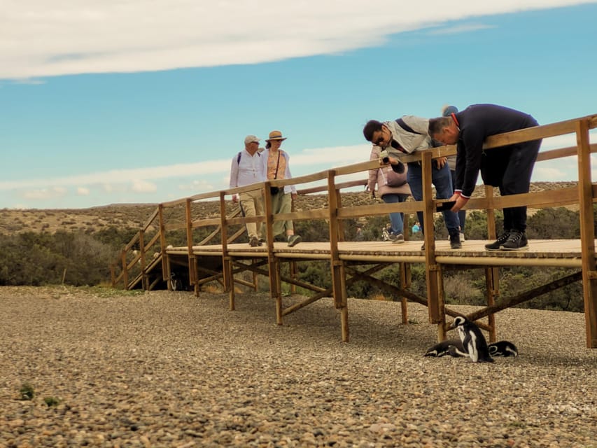 Puerto Madryn: Punta Tombo Walking Among Penguins Experience - Price and value: what $120 really covers