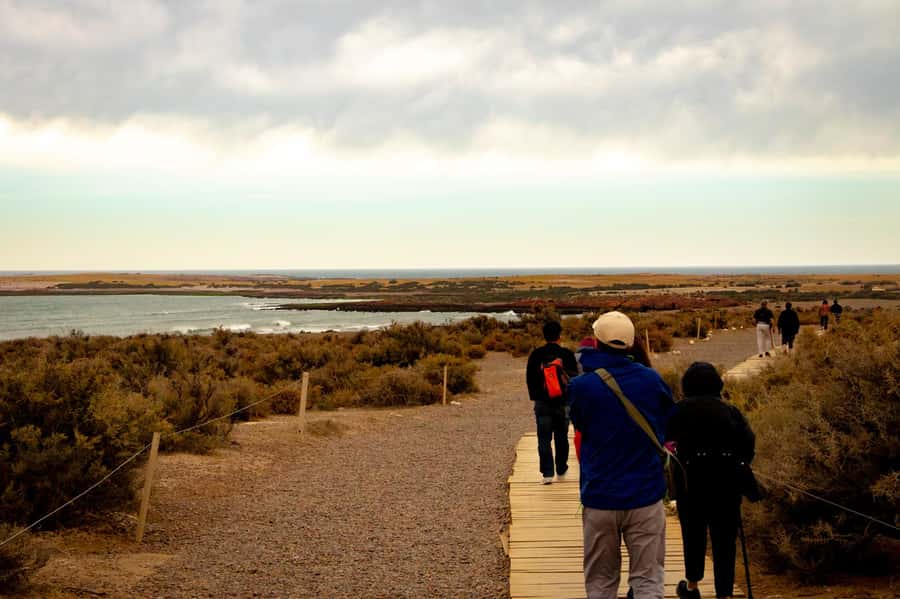 Puerto Madryn: Punta Tombo Walking Among Penguins Experience - Who should book this penguin walk, and who might rethink it