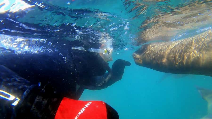 Puerto Madryn: Snorkeling Trip with Sea Lions - Why this Puerto Madryn outing mixes sea lions and history