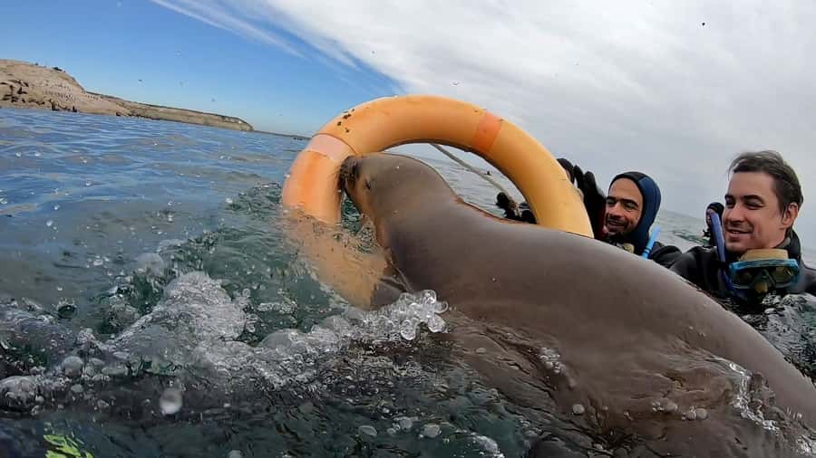 Puerto Madryn: Snorkeling Trip with Sea Lions - Timing the full 150 minutes, hot drinks, and photo options