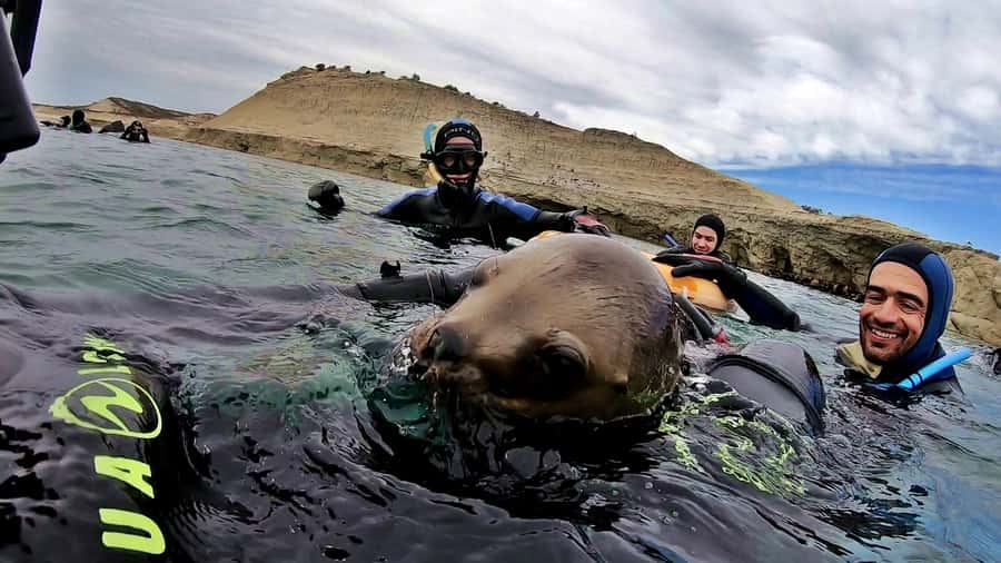 Puerto Madryn: Snorkeling Trip with Sea Lions - Who should book this (and who should skip it)