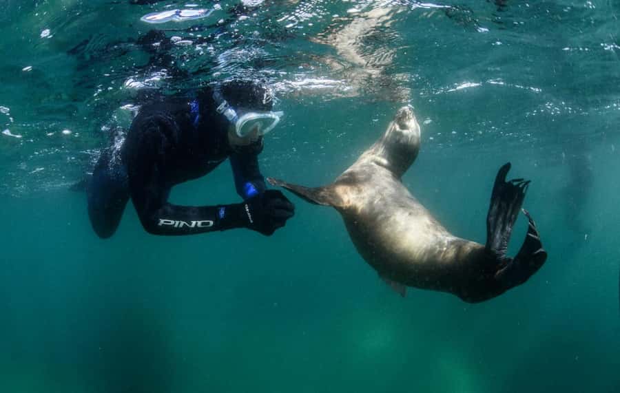 PUERTO MADRYN , SNORKELING WITH SEA LIONS - Key Things To Know Before You Go Snorkeling With Sea Lions